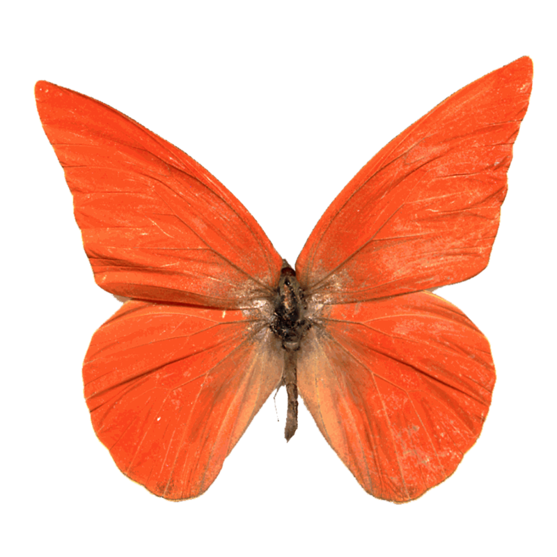 Фото клипарт бабочки