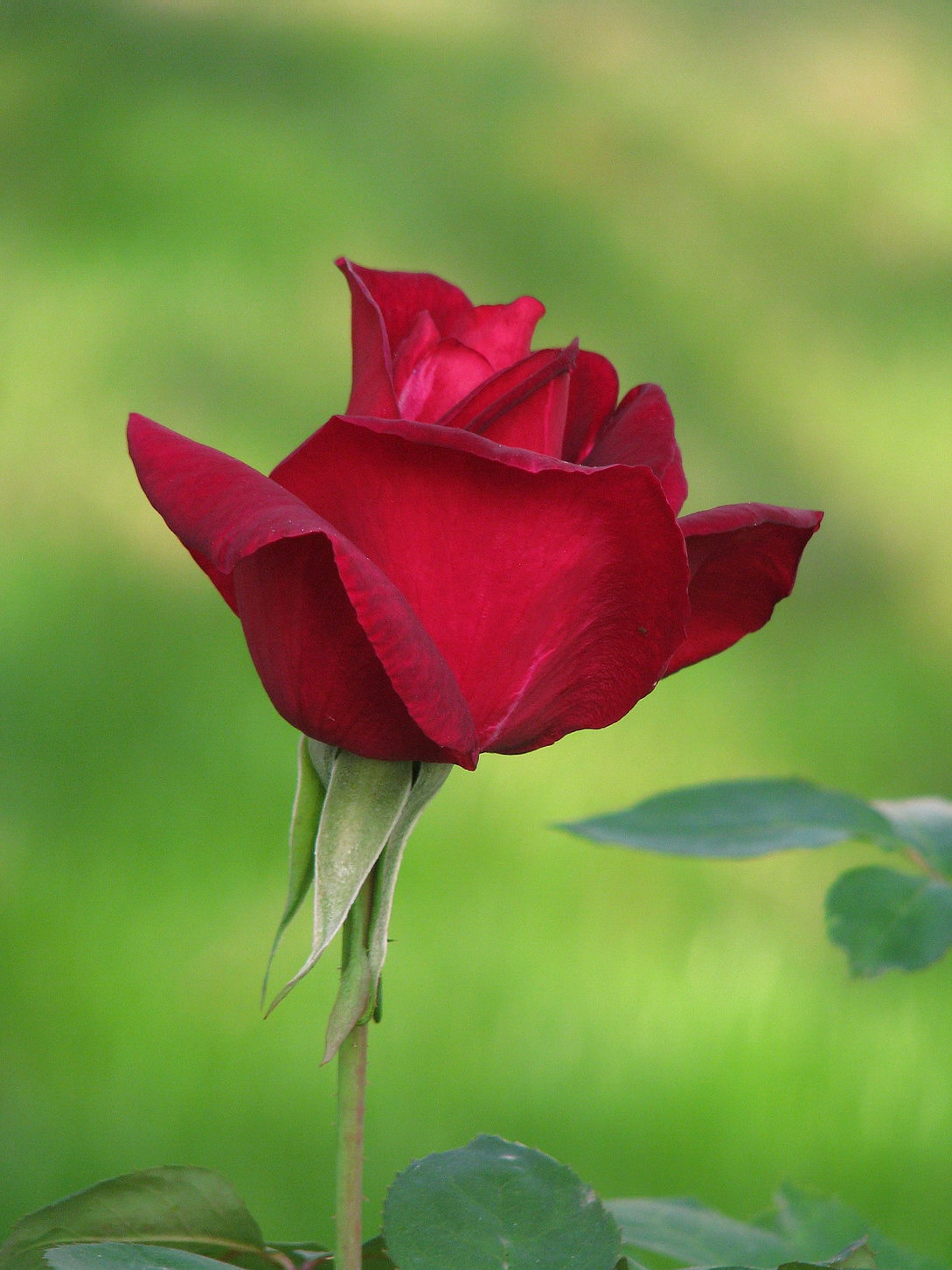 Темно-красная роза