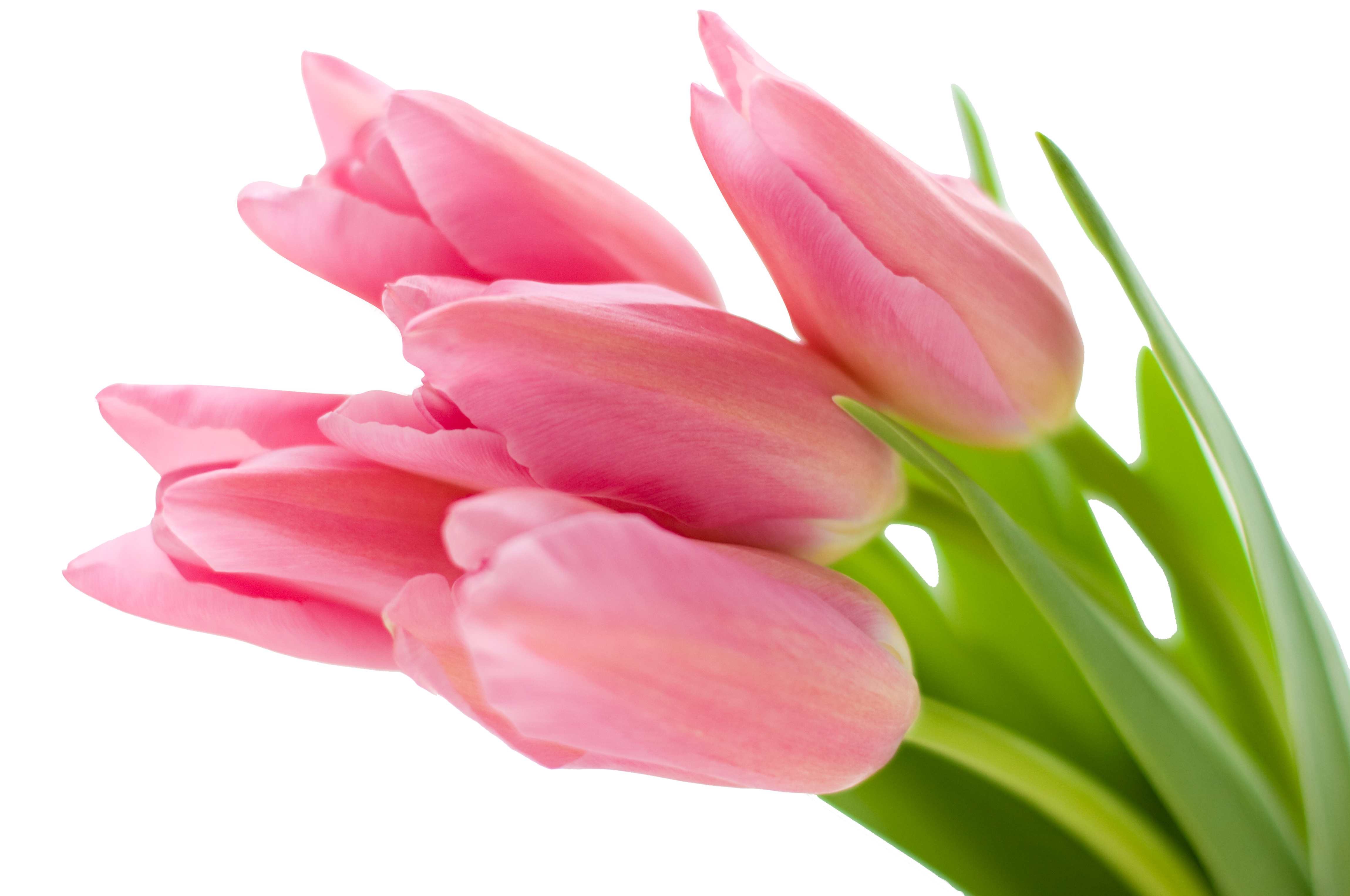 Клипарт букетов тюльпанов - Тюльпаны - Картинки PNG - Галерейка