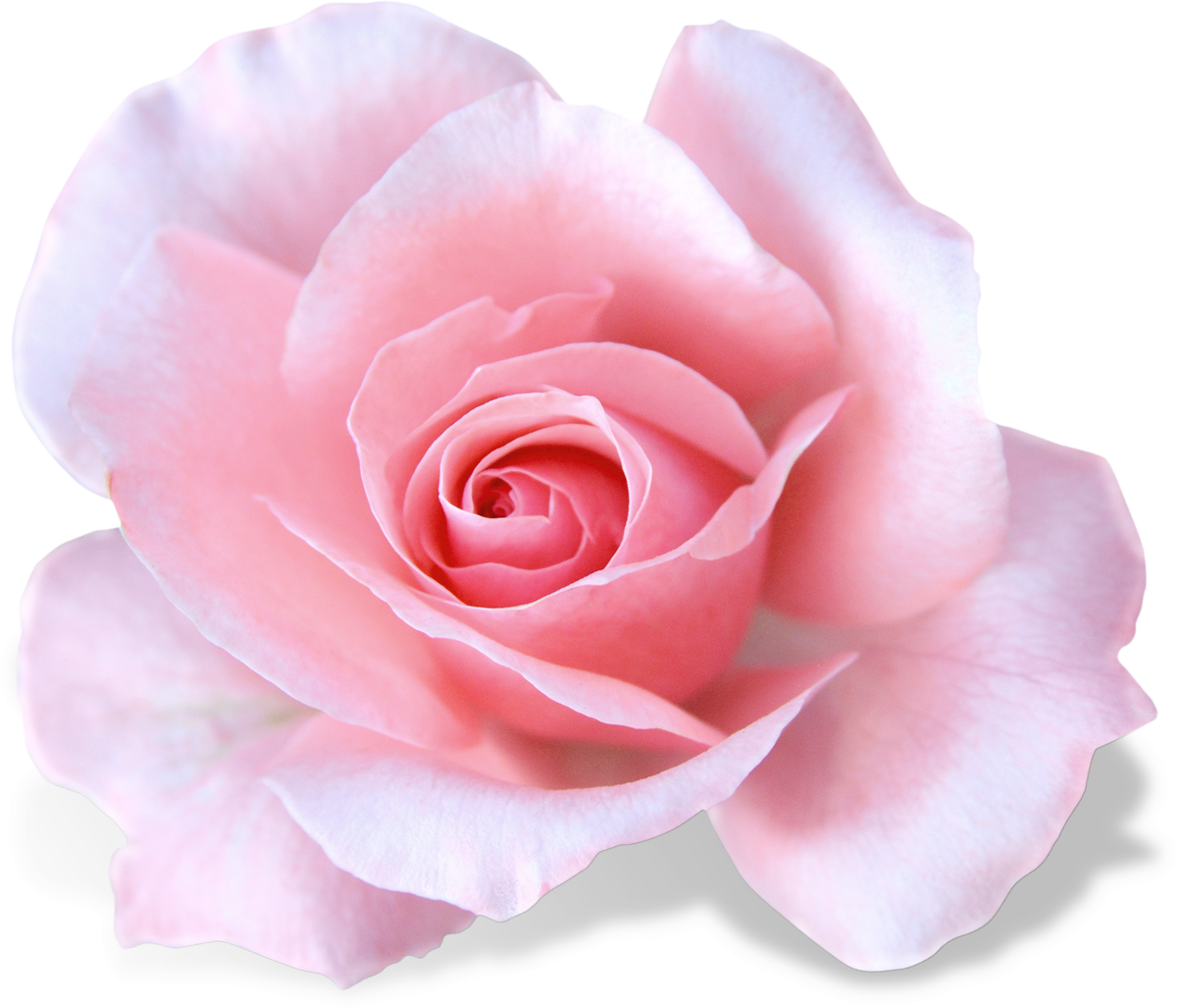 Розово-белая роза - Розы - Картинки PNG - Галерейка