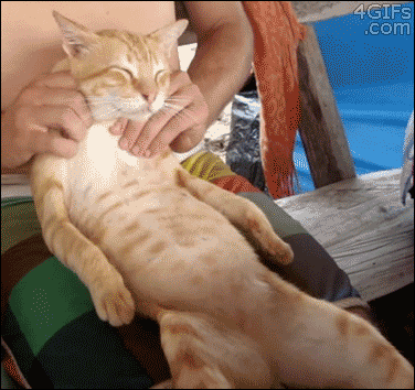 Кот, массаж, прикол