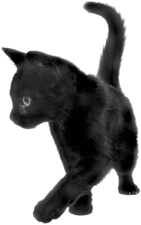 Черный кот на фото
