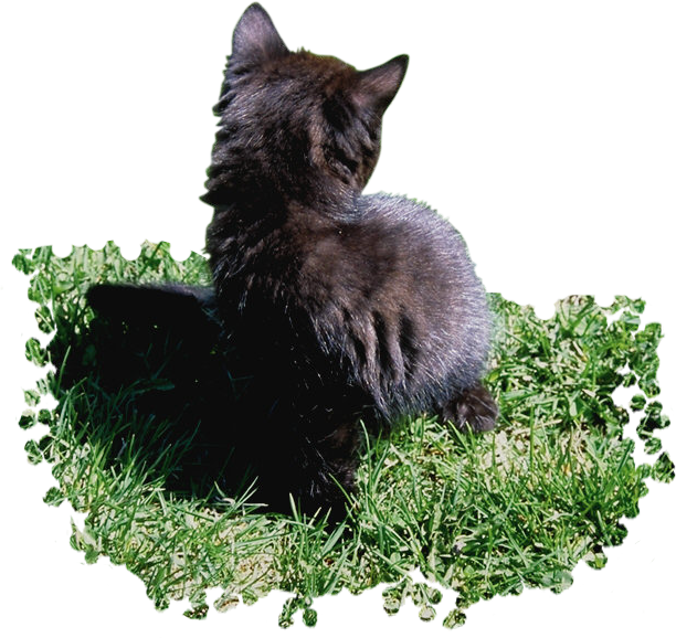 Черная кошка на траве