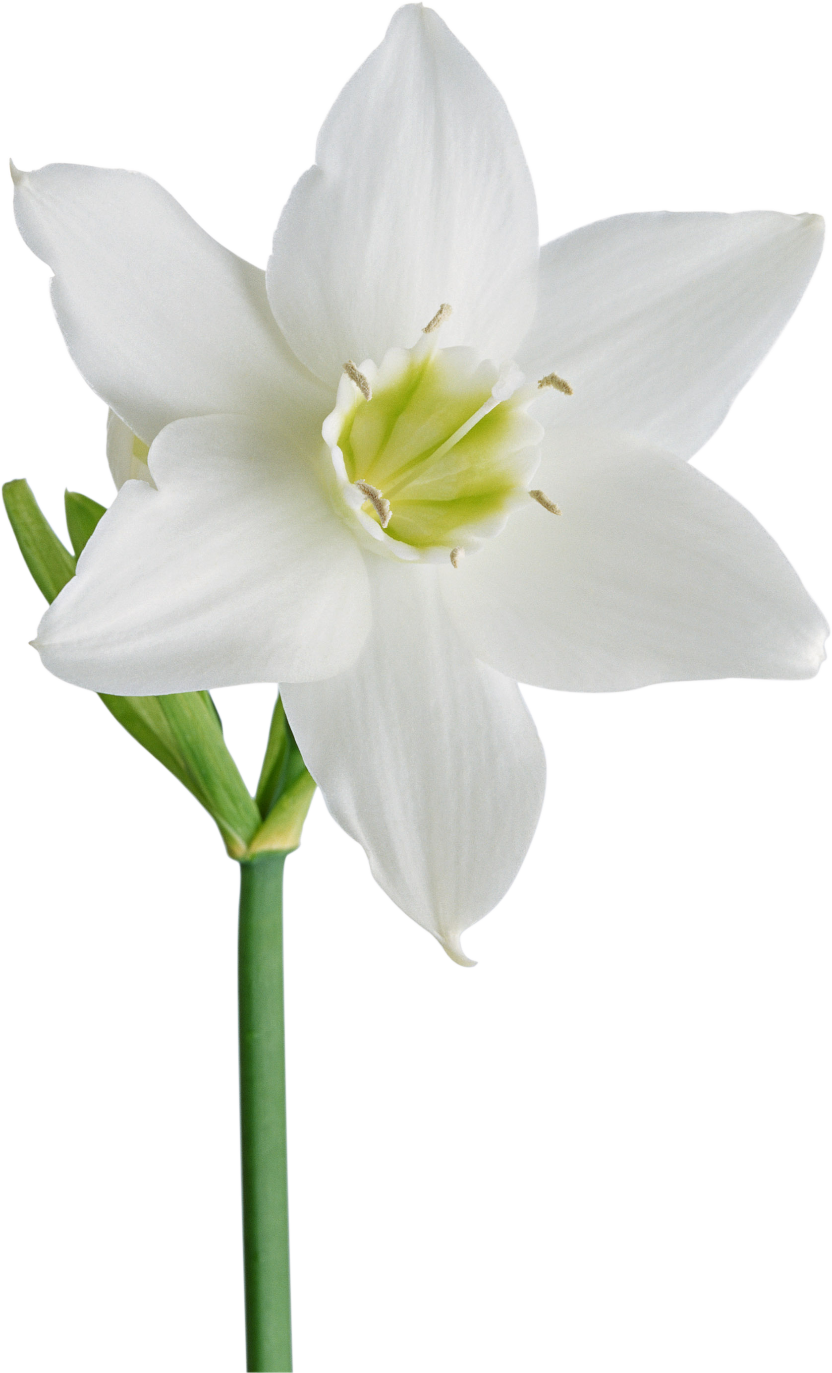 белый цветок картинки png