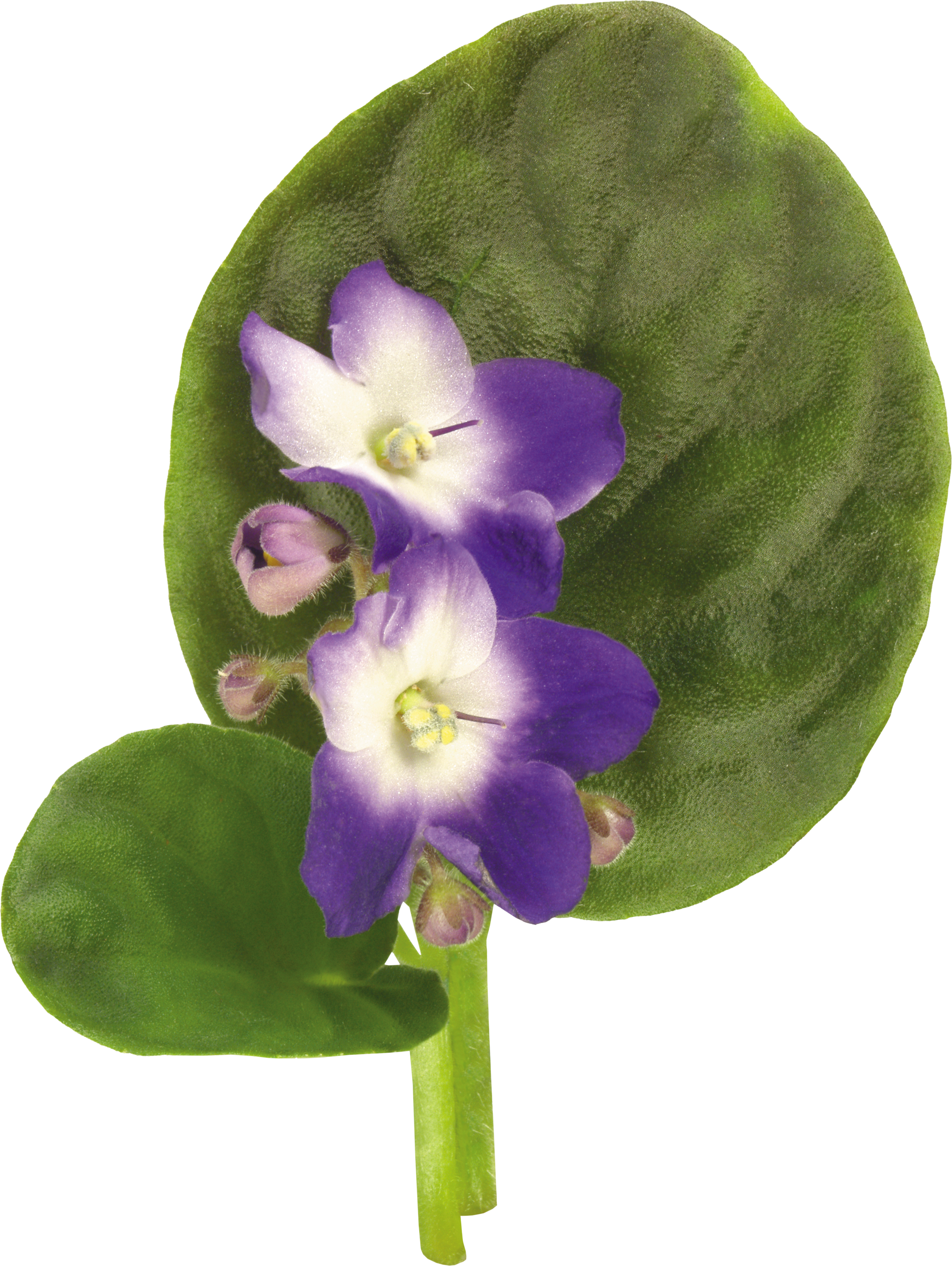 Клипарт цветы - Цветы - Картинки PNG - Галерейка