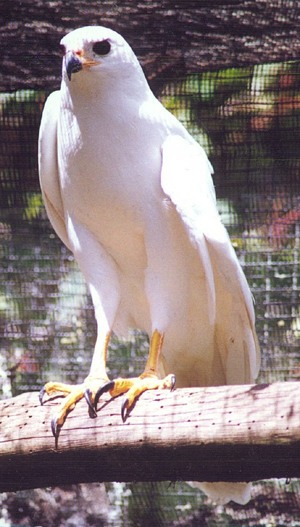 Белый Орел Фото