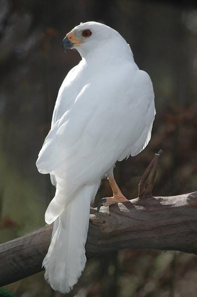 Белый Орел Фото