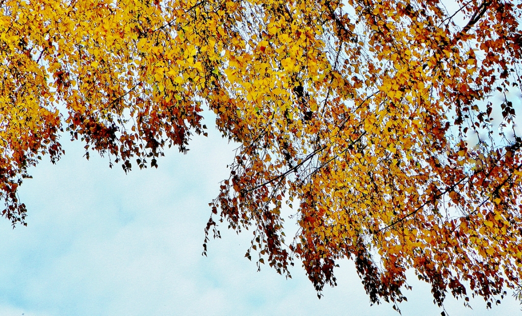 Фото золотые листья