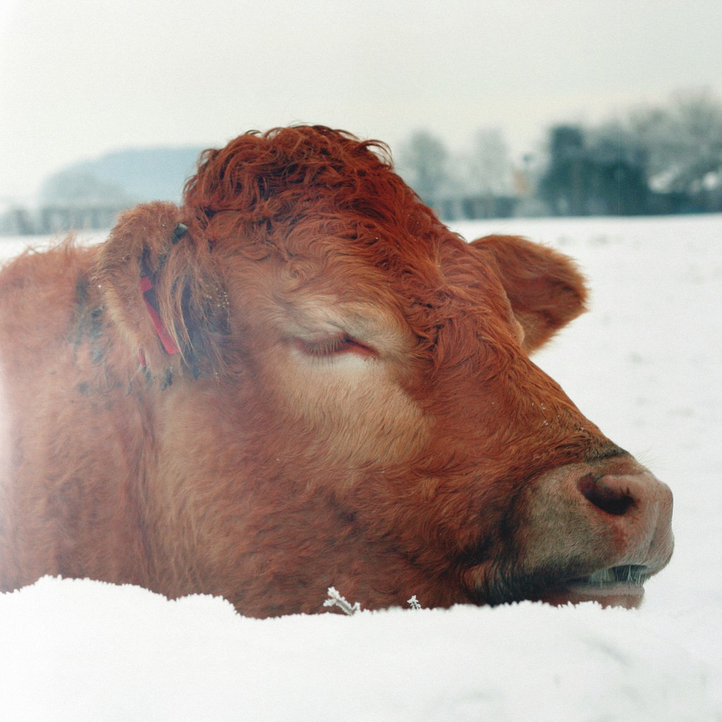Фотография, корова, зима, снег