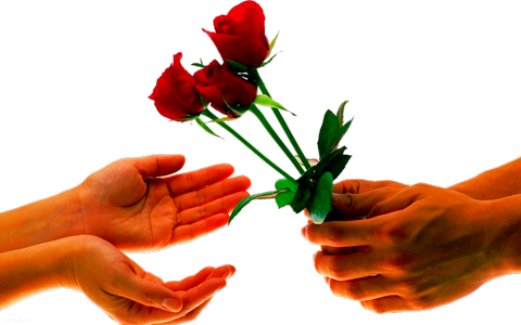 Фото розы в руках, подарок