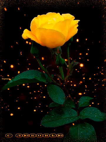 Желтая роза с любовью