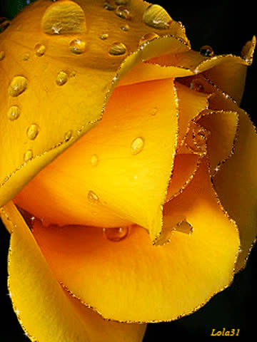 Желтая роза в капельках воды