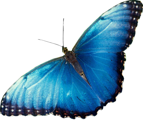 Фото клипарт с бабочками