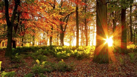 Осенний лес, деревья, солнце