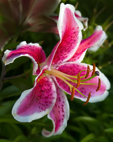 Фото красивая лилия