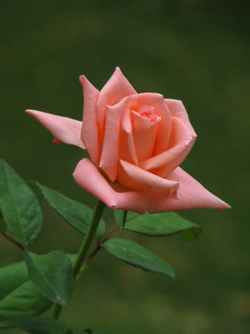 Нежно розовая роза