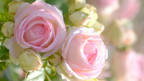 Розово-белые розы, бутоны