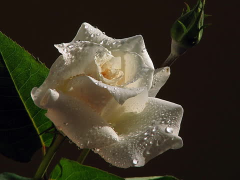 Белая роза в капельках росы