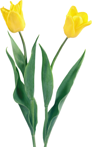 Картинки желтые тюльпаны