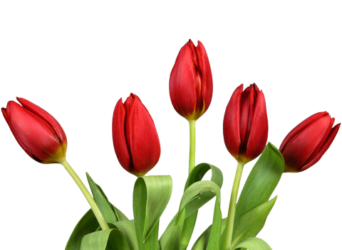 Фото из пяти тюльпанов