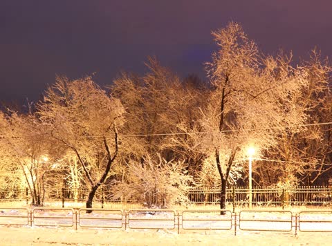 Деревья в снегу, городские огни