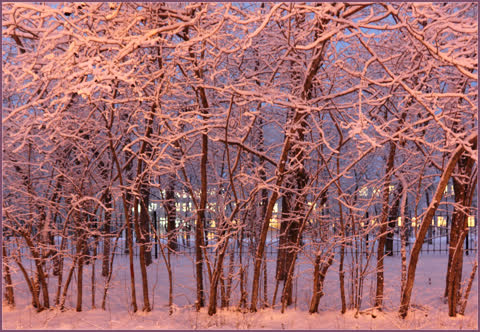 Фото деревья в снегу
