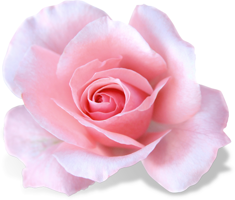 Розово-белая роза