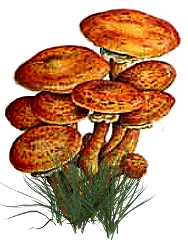 Семейство грибов