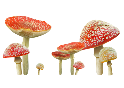Разные виды грибов