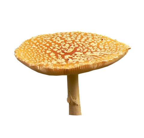 Красивый грибок