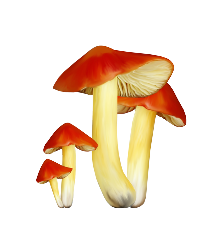 Картинки грибы для фотошопа
