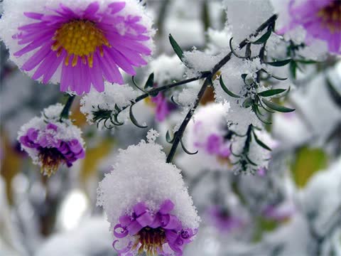 Фото цветы под снегом