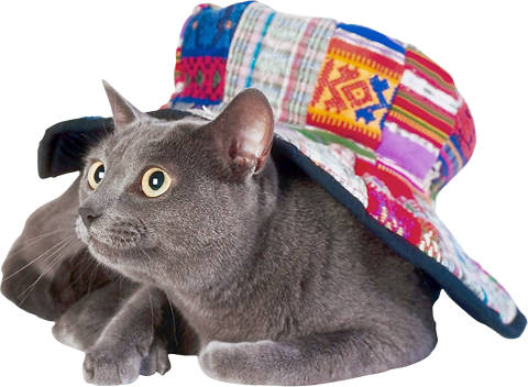 PNG кошка и шляпа