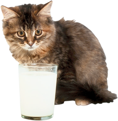 Кошка со стаканом молока