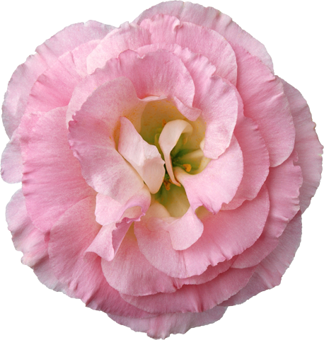 Большой розовый цветок