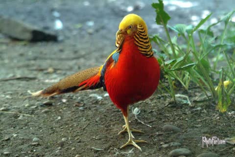 Красивая красно-желтая птица