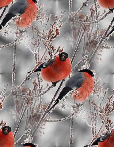 Птицы снегири на заставку сайта
