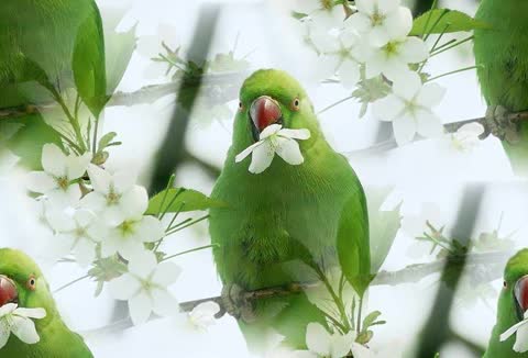 Фон с зеленой птицей
