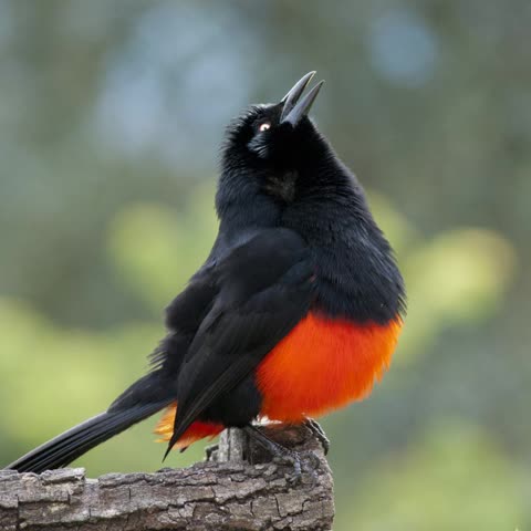 Черная птица с красной грудкой