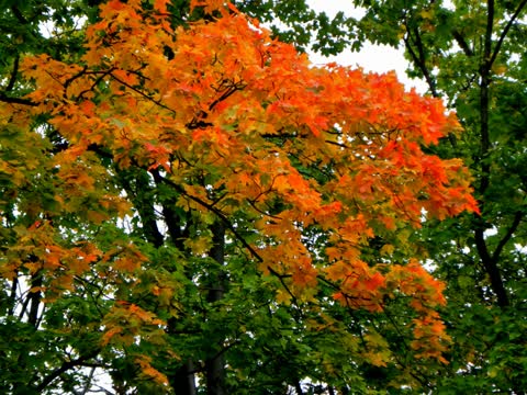 Фото на тему осень