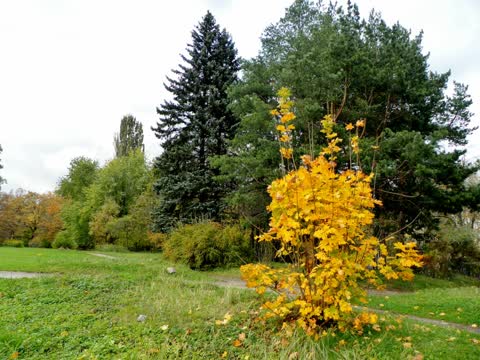 Осенний куст