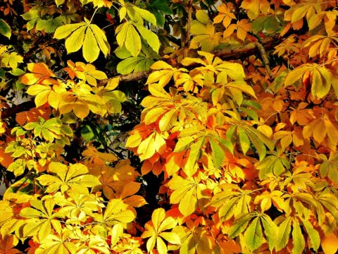 Фото желтые листья