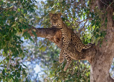 Фото леопард на дереве