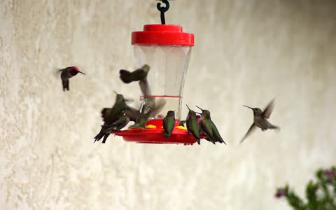 Фото колибри, птицы
