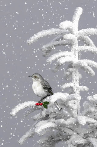 Птица, дерево, снег