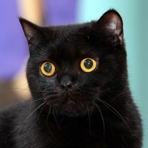 Фото черный кот