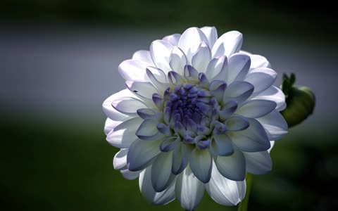 Белый с фиолетовым цветок георгин
