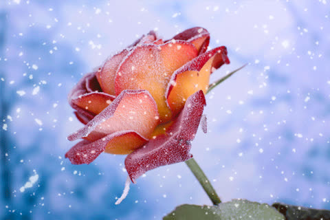 Роза под снегом