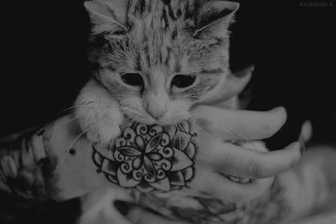 Кошка, татуировки, черно-белый