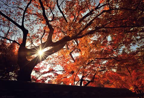 Осень, солнце, дерево